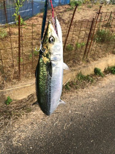 木津川下流（京都）の釣果 - アングラーズ