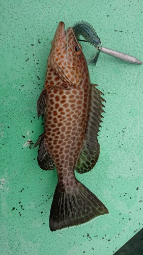 オオモンハタの釣果