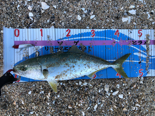 イナダの釣果