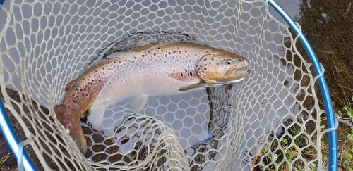 ブラウントラウトの釣果