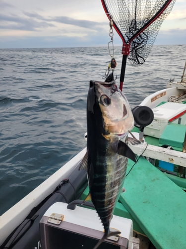 ヨコワの釣果