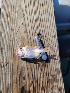 レンコダイの釣果