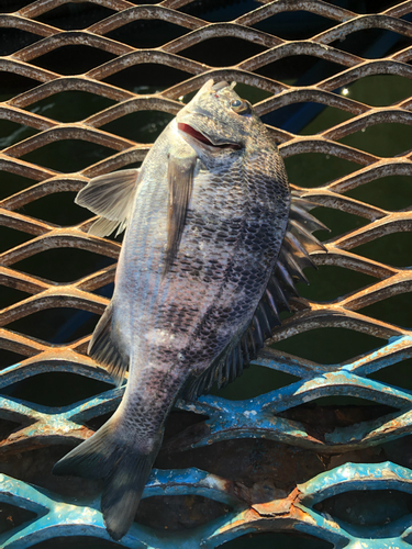 クロダイの釣果