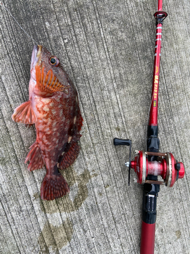 カサゴの釣果