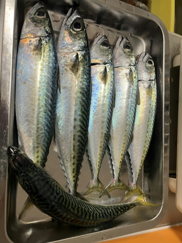 サバの釣果