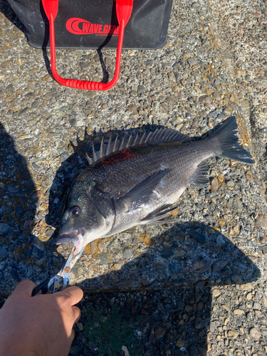 クロダイの釣果