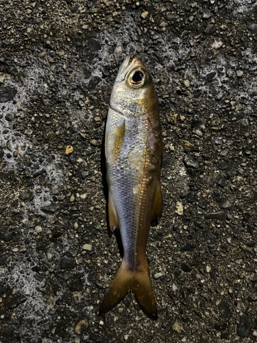 ムツの釣果