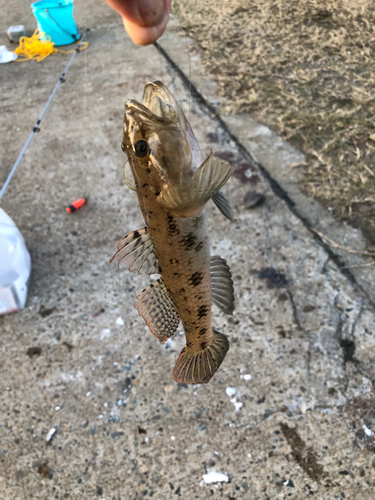 ウロハゼの釣果