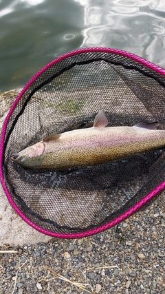 ニジマスの釣果