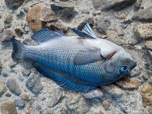 グレの釣果