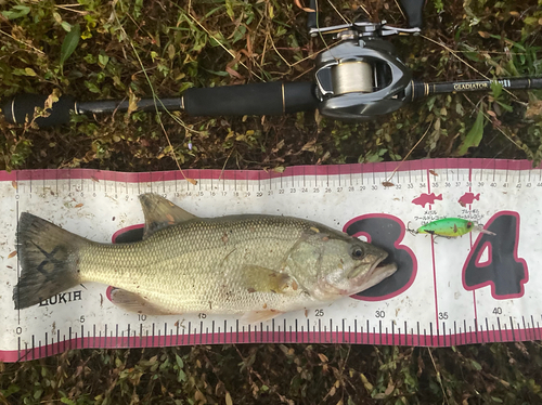 ブラックバスの釣果