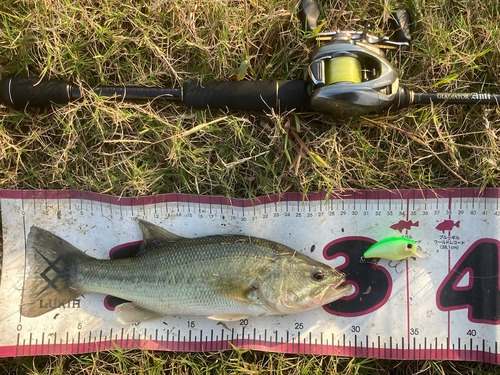 ブラックバスの釣果