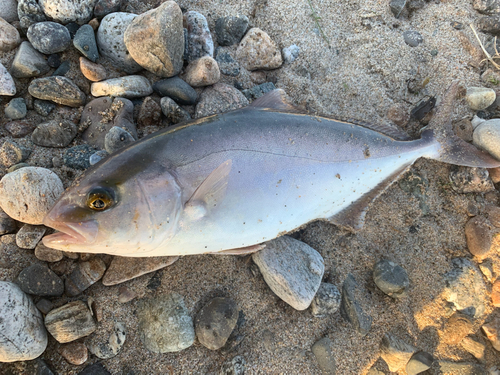 カンパチの釣果