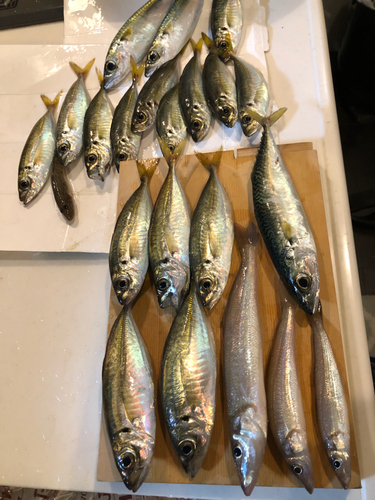 アジの釣果