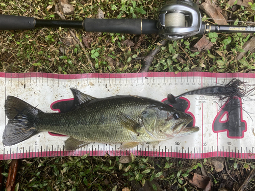 ブラックバスの釣果