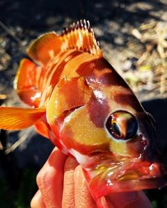 アカハタの釣果