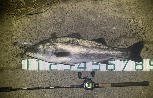 シーバスの釣果