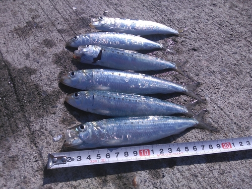 イワシの釣果