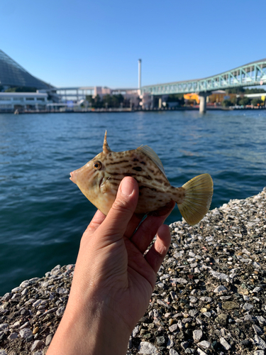 カワハギの釣果