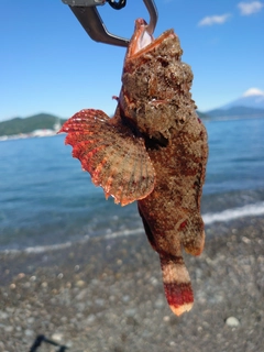 オニカサゴの釣果