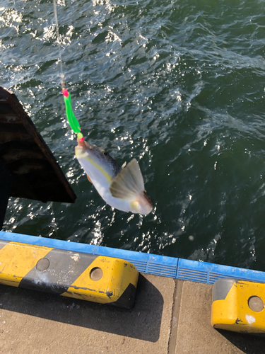 フグの釣果