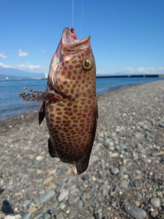 オオモンハタの釣果