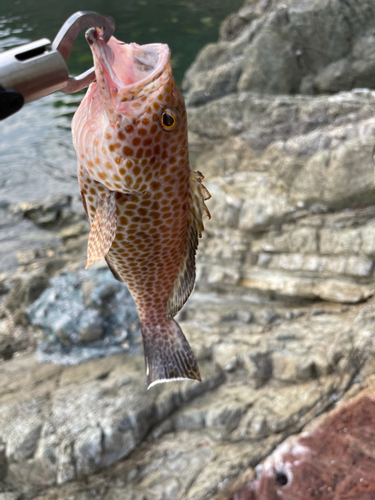 オオモンハタの釣果