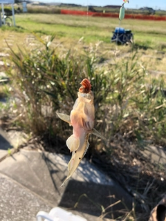 マハゼの釣果