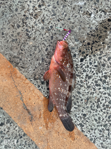 アコウの釣果