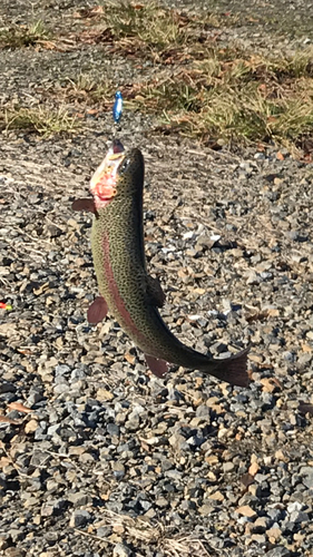 ニジマスの釣果