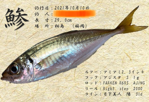 アジの釣果