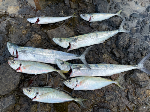 サゴシの釣果