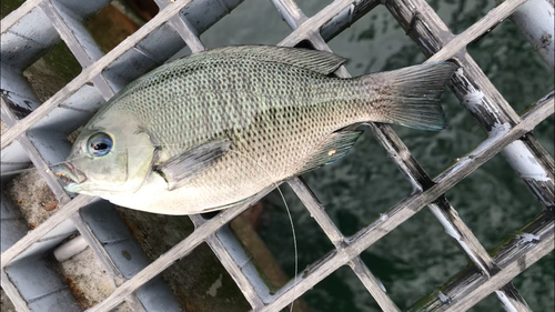 グレの釣果