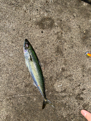 サバの釣果