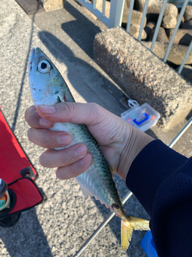 サバの釣果