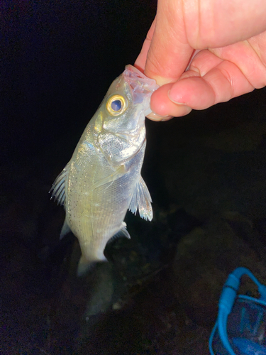 セイゴ（マルスズキ）の釣果