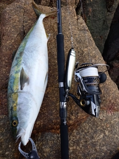 ハマチの釣果