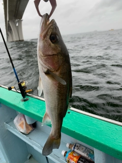 サワラの釣果