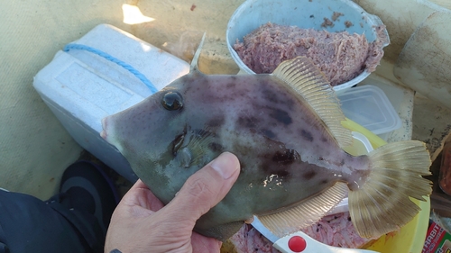 カワハギの釣果