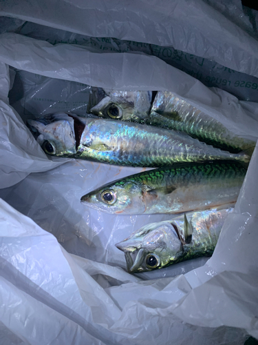 ゴマサバの釣果