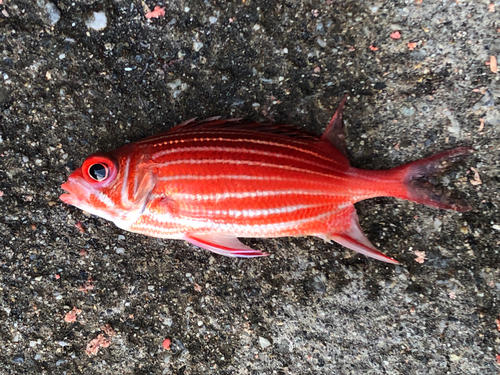 テリエビスの釣果