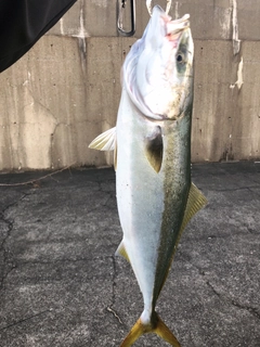 メジロの釣果