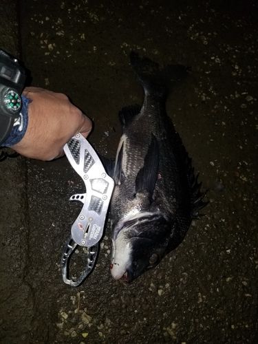 クロダイの釣果