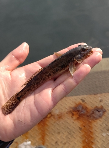 マハゼの釣果