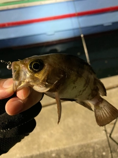 メバルの釣果