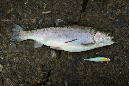 ニジマスの釣果