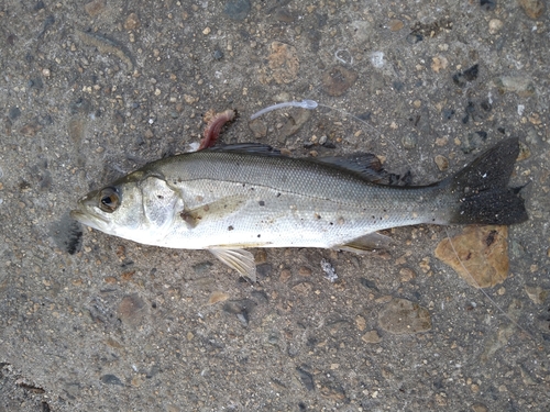 スズキの釣果