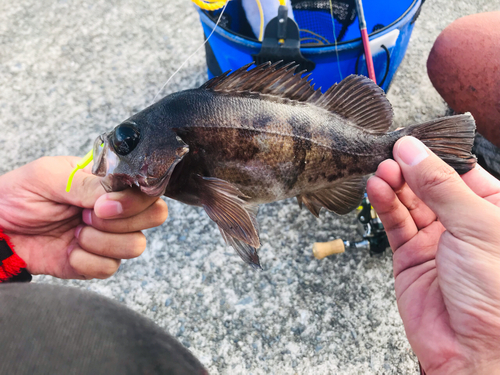 クロメバルの釣果