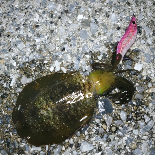 アオリイカの釣果