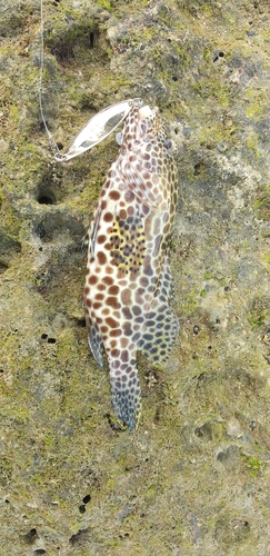 イシミーバイの釣果